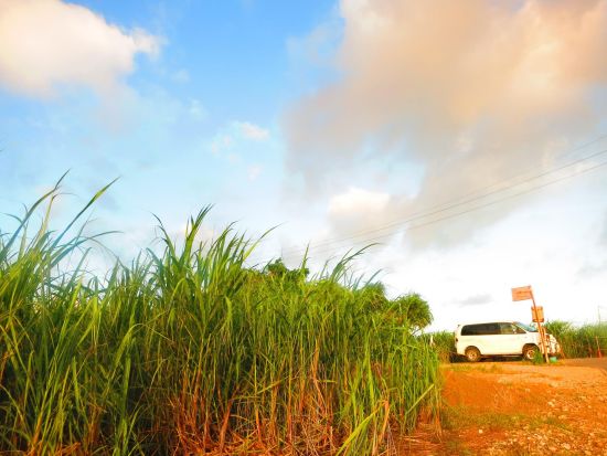 サンセットSUP　夕日を浴びて海岸線をクルージング！＜写真・動画撮影サービス付・温水シャワー＆充実した施設無料／恩納村） by 冒険島