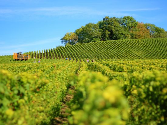 Chateauneuf du Pape Provence