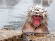 monkey in onsen