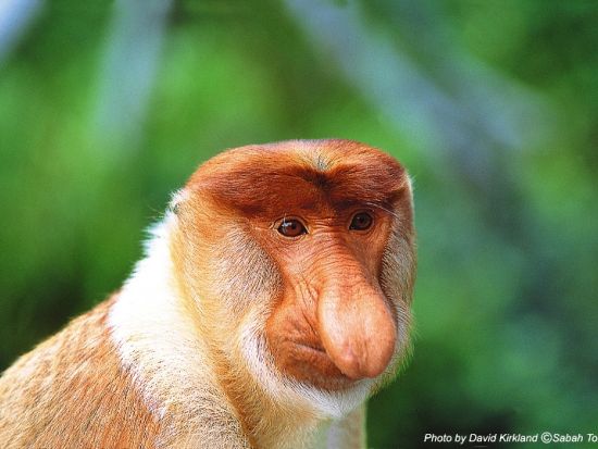 ボルネオ島リバークルーズ＆市内 1日観光ツアー　オランウータン＆テングザル＆ホタルに出会う ＜日本語ガイド／飲茶ランチ／マレー料理ビュッフェディナー＞