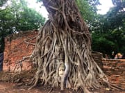 Banyan Tree in Ayutthaya