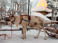 reindeer, santa claus, rovaniemi, lapland