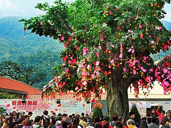 大埔林村許願樹