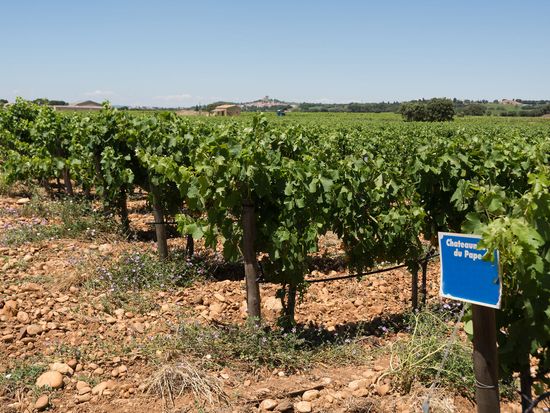 Rhone Valley And Chateauneuf Du Pape Day Tour From Avignon With Wine Tasting Tours Activities Fun Things To Do In Avignon France Veltra Rhone Valley And Chateauneuf Du Pape Day Tour From Avignon With Wine Tasting Tours Activities Fun Things To Do In Avignon France Veltra