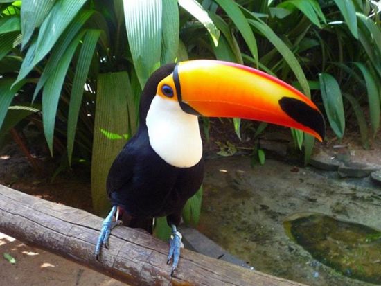 イグアスの滝をじっくり見学！ボートクルーズ付きイグアスの滝2泊3日観光ツアー＜宿泊込／日本語ガイド／フォス・ド・イグアス空港or市内発着＞