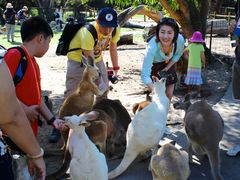 Caversham Wildlife Park kangaroo-feeding