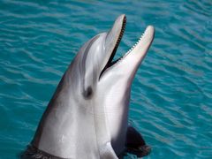 dolphin