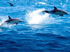 gallery-dolphin-1