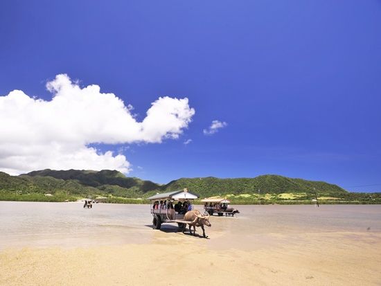 【ベストプライス】西表島の大自然を満喫！バギー体験＆由布島観光がセットになった充実の半日ツアー＜月水木金土日／指定ホテル送迎選択可／石垣島発＞