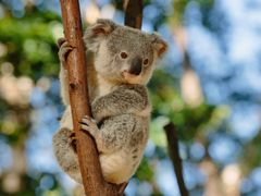 Australia Caversham Wildlife Park