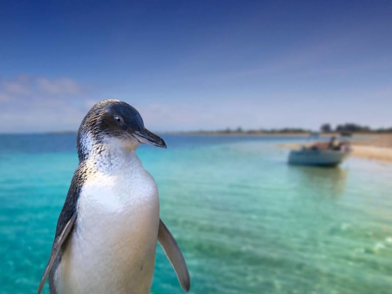 Penguin Island Tour Discover Center
