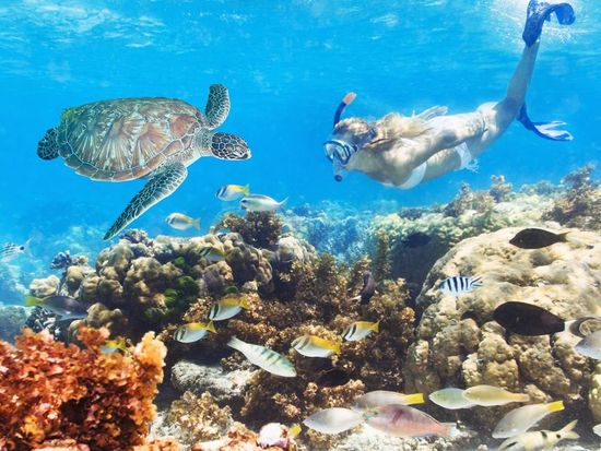 snorkeling tour of the