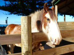 Australia_Adelaide_Victor_Harbor_horse_shutterstock_661762687