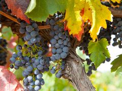 Australia_Adelaide_Barossa_Valley_shutterstock_584291743