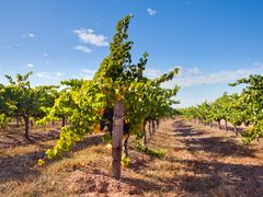 Australia_Adelaide_Barossa_Valley_shutterstock_584291767