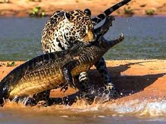 Kruger_8