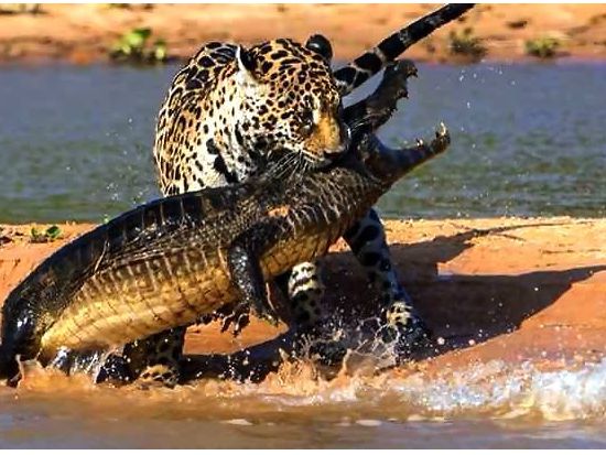 【ヨハネスブルグ発着 2泊3日】クルーガー国立公園サファリ　ゲームドライブ3回＜混載／英語／市内or空港送迎＞