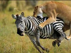 Kruger_7