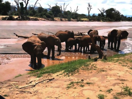 クルーガー国立公園 日帰りサファリ体験ツアー＜英語／ヨハネスブルグ発＞