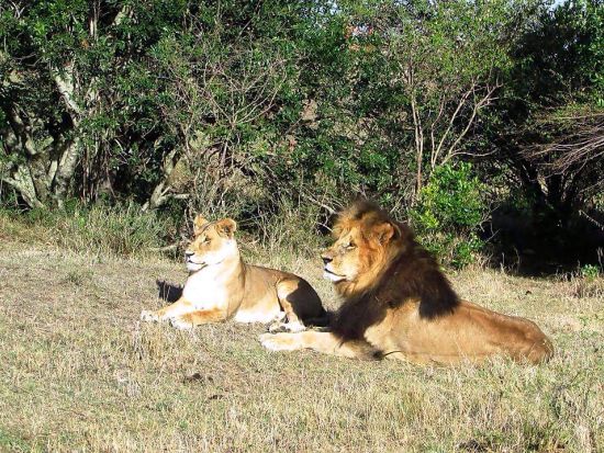 【ヨハネスブルグ発着 2泊3日】クルーガー国立公園サファリ　ゲームドライブ3回＜混載／英語／市内or空港送迎＞