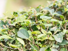 Pinglin Bagua tea leaves up close
