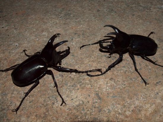 昆虫観察ツアー　オリジナル昆虫標本が作れるオプションあり ＜夕食付き／日本語ガイド／コタキナバル発＞