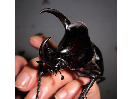 昆虫観察ツアー　オリジナル昆虫標本が作れるオプションあり ＜夕食付き／日本語ガイド／コタキナバル発＞