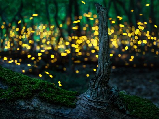 iwahig river firefly watching