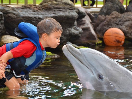 カハラホテル＆リゾート　ドルフィン・クエスト　イルカとの触れ合い体験プログラム！