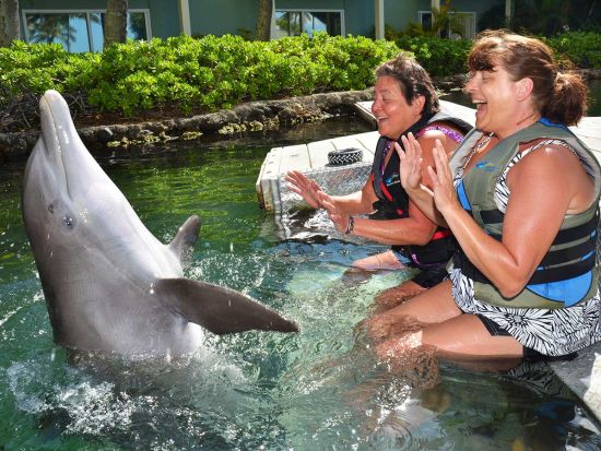 カハラホテル＆リゾート　ドルフィン・クエスト　イルカとの触れ合い体験プログラム！