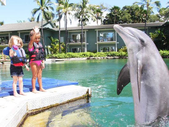 カハラホテル＆リゾート　ドルフィン・クエスト　イルカとの触れ合い体験プログラム！