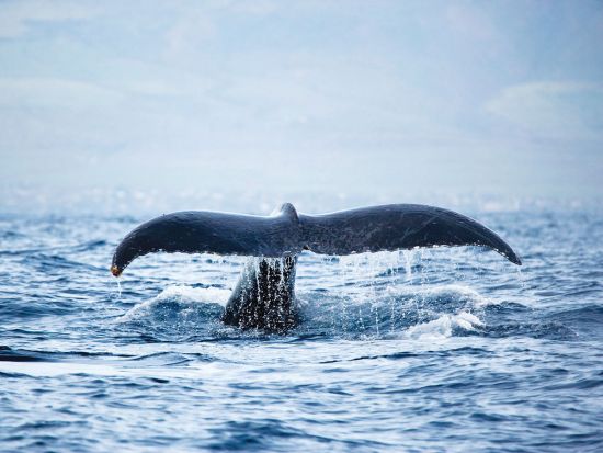 ホエールウォッチ　遭遇率の高い西オアフで鑑賞！アウラニやコオリナリゾートから車で20分　ソフトドリンク飲み放題付き＜西オアフ発／12/1～3/31＞
