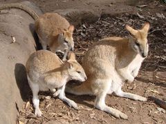 kangaroos at Featherdale Wildlife Park