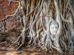 Wat_Mahathat_Head_of_Buddha_shutterstock_628887323