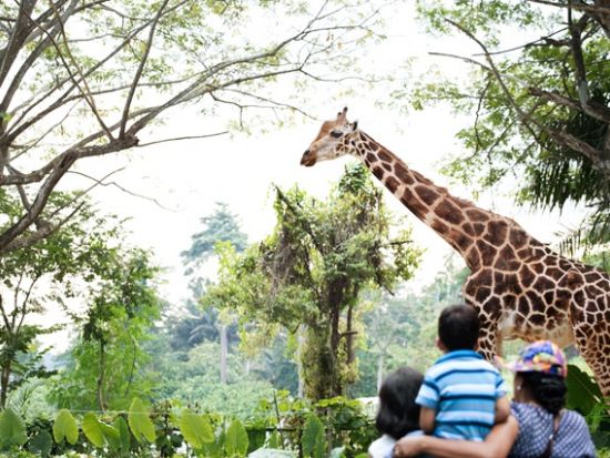 シンガポール動物園＆リバーワンダー 入場チケット 2つのパーク巡り　アニマルショー＋トラム乗車＋動物たちとの朝食付き＜朝食／午前／日本語ガイド＞ 