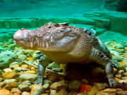estuarine crocodile cairns wildlife dome