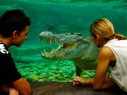 Cairns ZOOM and Wildlife Dome goliath crocodile