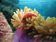 obr-tour-outer-reef-marinelife-25
