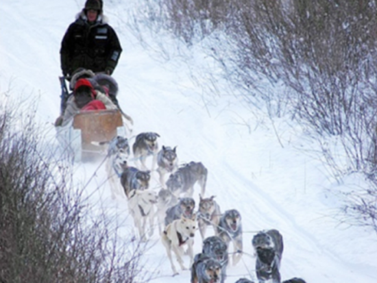 イエローナイフ　犬ぞり体験 30分 ＜11～4月／日本語または英語ガイド＞