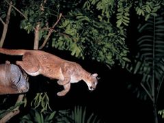 シンガポール_ナイトサファリ