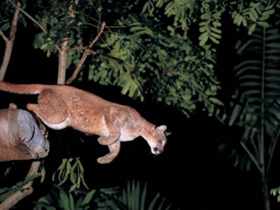 【貸切】ナイトサファリツアー　日本語音声トラム確約！トレイル散策＜日本語ガイド／ホテル送迎付き＞