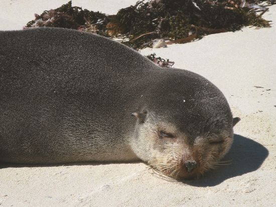 ロットネスト島「世界一幸せな動物」クオッカに出逢える自由散策＆野生のイルカに出逢えるスピードボートツアー＜9～4月／英語／パースorフリーマントル発着＞