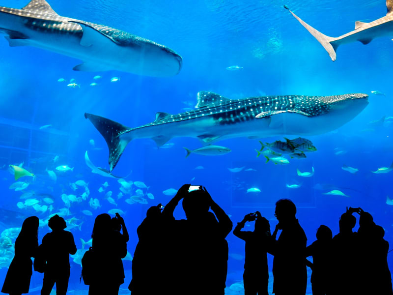 Japan_Okinawa_Churaumi_Aquarium_Silhouettes_shutterstock_365613935 (1)