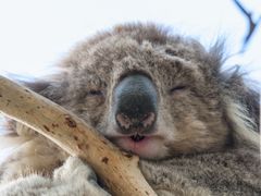 Australia_Koala_shutterstock_582368626 (1)