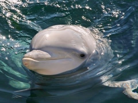 【貸切専用車で行く】IECポートスティーブンス【海】エコツアー イルカと大砂丘サファリ、動物園訪問＜ランチ付き／夏季限定プランあり＞