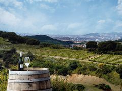 barcelona, spain, Alta Alella, Vineyard