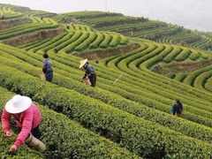 farmers planting at Dragon Well Tea Village