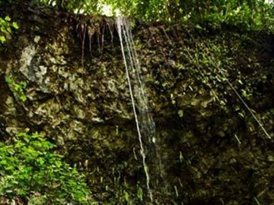 シダの洞窟 観光遊覧船　ハワイ唯一の航行可能な川を行く！＜英語ガイド／半日＞