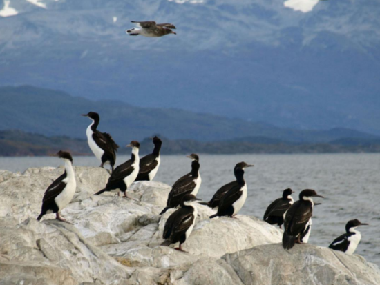 ビーグル水道クルーズ　アザラシ島＆海鳥島＆ペンギン島 ＜10～3月／英語ガイド／ウシュアイア発＞
