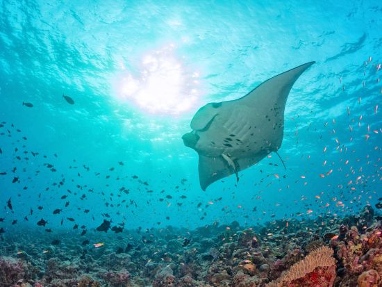 ハワイ島　野生のマンタ×ナイトシュノーケリング☆伝統的なカヌーに乗って夜の海へ出発！＜夕方または夜／約1時間30分／英語ガイド／ハワイ島発＞